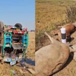 दर्दनाक हादसा: मवेशियों से भरा कंटेनर पलटा, 50 से ज्यादा गायों की मौके पर मौत, गांव में आक्रोश