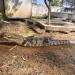 ग्राम हरदी में मगरमच्छ का सफल रेस्क्यू,जंगल सफारी नवा रायपुर में छोड़ा गया सुरक्षित