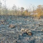 वन विभाग के रेल कॉरिडोर कक्ष क्रमांक 408 में लगी भीषण आग, हजारों पेड़ जलकर हुई खाक 