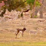 बारनवापारा अभयारण्य में काले हिरणों का वैज्ञानिक पद्धति से पुनर्स्थापन: दो चरणों में 34 हिरणों को प्राकृतिक आवास में छोड़ा गया सुरक्षित