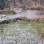 रायपुर की प्यास बुझाने बालोद के किसानों की फसलें चौपट