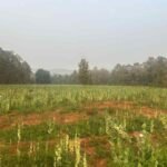 BREAKING : दुर्ग के बाद अब यहां अफीम की अवैध खेती का बड़ा खुलासा, मचा हड़कंप