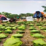 तेंदूपत्ता सीजन-2026 : हड़ताल की आशंका के बीच शासन का बड़ा निर्णय, अत्यावश्यक सेवाएं हुईं घोषित