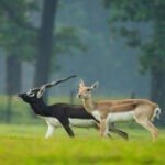 छत्तीसगढ़ का बरनवापारा अभयारण्य बना विलुप्ति के कगार पर पहुंचे काले हिरणों के पुनर्जीवन का मजबूत उदाहरण