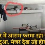 CG : घर में आराम फरमा रहा था तेंदुआ, मंजर देख उड़े होश, जान बचाकर भागे ग्रामीण