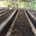 वर्मी कंपोस्ट उत्पादन बनी आत्मनिर्भरता की मिसाल