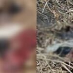 CG : सिहावा पहाड़ी पर मिली अधेड़ की लाश, मचा हड़कंप, जताई जा रही यह आशंका