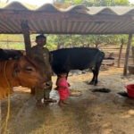पशुपालन से बदली प्यारेलाल की जिंदगी, डेयरी व्यवसाय बना आय का मजबूत साधन