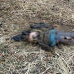 CG – खेत में मिली महिला की सड़ी-गली लाश, इलाके में फैली सनसनी, हत्या या फिर….