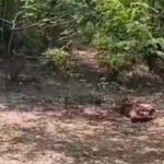 CG-खून से लथपथ मिली युवक की लाश, हत्या या फिर….इलाके में सनसनी