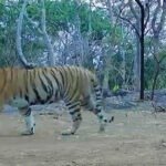 उदंती-सीतानदी में बाघिन की दस्तक, टाइगर रिजर्व के सुनहरे भविष्य की जगी उम्मीद