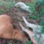 आकाशीय बिजली की चपेट पर आने से 10 मवेशियों की मौत, चरवाहा बाल-बाल बचा