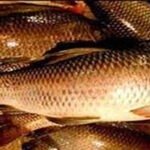 मछलियों के संरक्षण हेतु 15 अगस्त तक बंद ऋतु घोषित, मत्स्य आखेट पर रहेगा प्रतिबंध