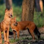 उदंती-सीतानदी टाइगर रिजर्व में दिखा दुर्लभ जंगली कुत्तों (ढोल) का झुंड