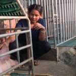 सफलता की कहानी : आधुनिक सूकरपालन से स्वरोजगार: 400 से अधिक सूकरों के साथ ग्रेसी ने लिखी सफलता की नई इबारत