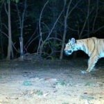 अब AI करेगा जंगल की चौकीदारी, उदंती-सीतानदी टाइगर रिजर्व में स्मार्ट सर्विलांस सिस्टम का ट्रायल शुरू