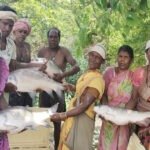 विष्णु भैया की पहल से तालाब बना महिलाओं की तरक्की का आधार, मछली पालन से सशक्त हुईं मनोरा और दुलदुला की महिलाएं
