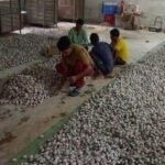 वनांचल में रेशम की चमक, नारायणपुर में टसर योजना से संवर रही ग्रामीणों की तकदीर…..