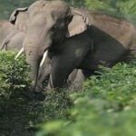 CG : दंतैल हाथी की दस्तक: 10 किमी दायरे के गांवों में हाई अलर्ट; वन विभाग ने जारी की एडवाइजरी