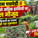 वनग्राम पचपेड़ी में दो दर्जन से अधिक हाथियों का दल मौजूद, किसानों का फसल हो रहा नुकसान, हाथी मित्र दल कर रहें निगरानी
