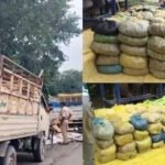 CG : छत्तीसगढ़ में यहां पकड़ाया दो पिकअप भरकर गांजा, 8 क्विंटल माल जब्त, 7 हिरासत में
