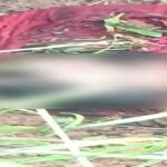 CG : दो दिन से लापता शख्स का खेत में मिला कटा हुआ सिर, इलाके में मचा हड़कंप