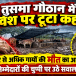 तुसमा गौठान में गौवंश पर टूटा कहर! दर्जनभर से अधिक गायों की मौत का आरोप, जिम्मेदारों की चुप्पी पर उठे सवाल