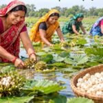 29 एकड़ में मखाना तैयार, समूह की महिलाएं जल्द करेंगी हार्वेस्टिंग