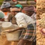 छत्तीसगढ़ में धान खरीदी के नियम बदले, अब फिंगरप्रिंट से होगा सत्यापन, जान लीजिए ये नए नियम…..